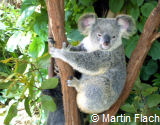 Koala, Australien  Martin Flach